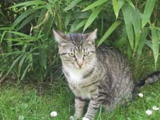 Unser Leo im Garten
