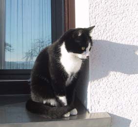 Unsere Sally auf Beobachtungsposten